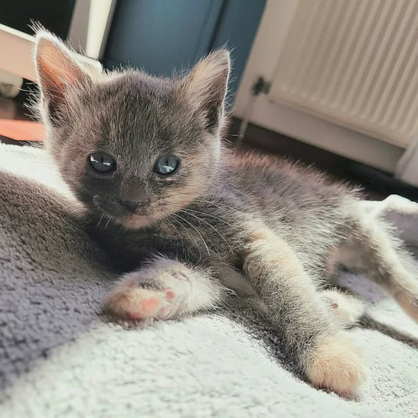 Azuka, chat adopté en 2025 grâce aux ti'chats