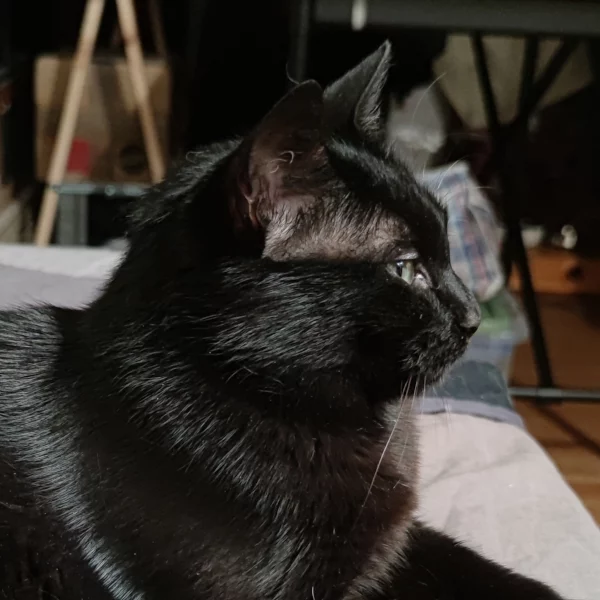Doxy, chat femelle noire recueilli par Les ti'chats
