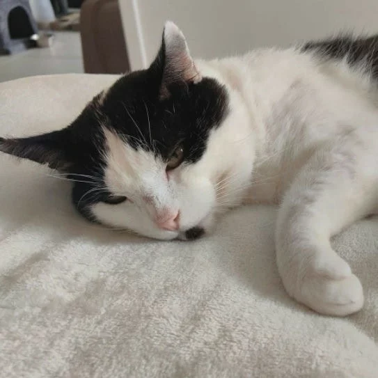 Edward Cullen, chat adopté en 2025 grâce aux ti'chats
