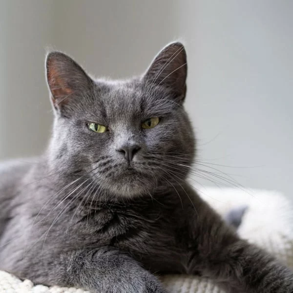 Freya, chat adopté en 2025 grâce aux ti'chats