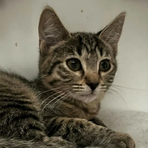 Gamine, chat adopté en 2025 grâce aux ti'chats