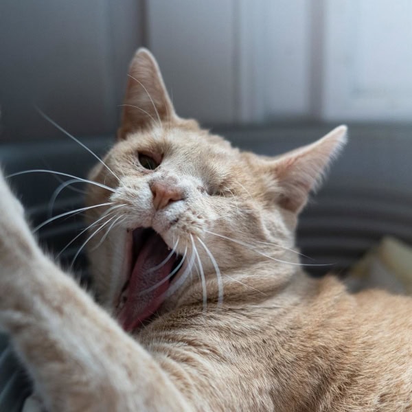 lestichats-hephaistos