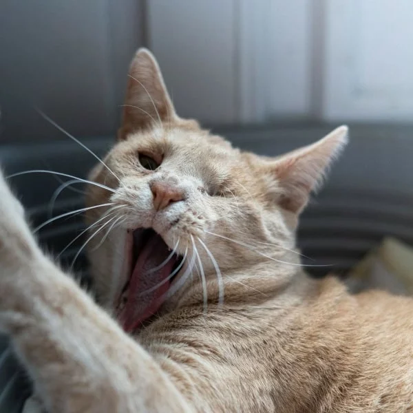 Héphaïstos, chat adopté en 2025 grâce aux ti'chats