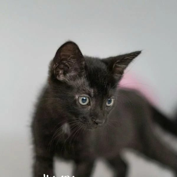 Humpty, chat adopté en 2025 grâce aux ti'chats