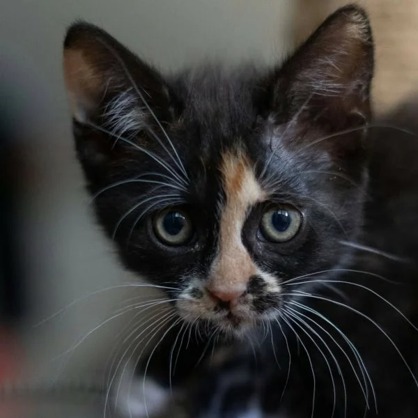 Kitty Pattes, chat adopté en 2025 grâce aux ti'chats