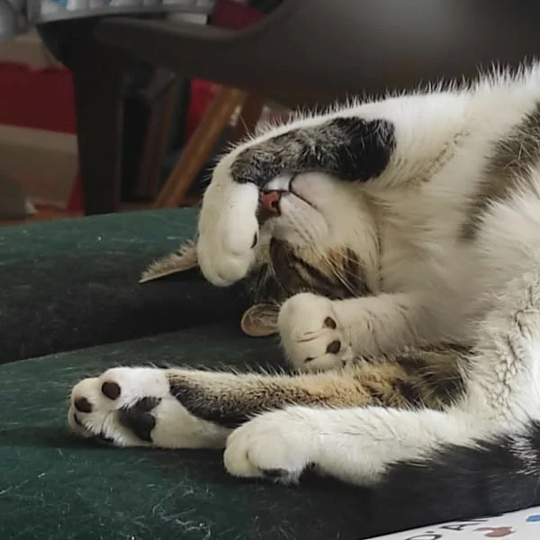 Millie, chat adopté en 2025 grâce aux ti'chats