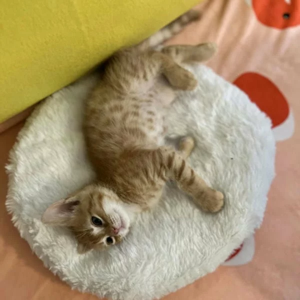 Potté, chat adopté en 2025 grâce aux ti'chats
