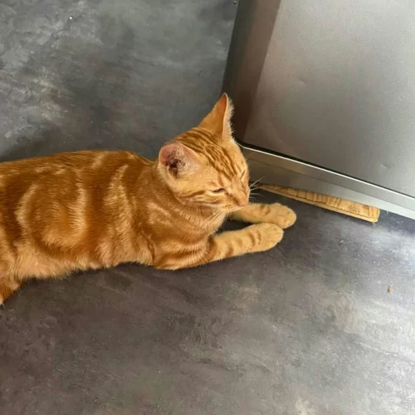 Sully, chat adopté en 2025 grâce aux ti'chats