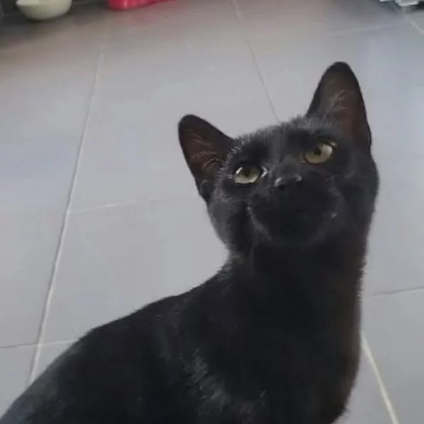 Tyr, chat adopté en 2025 grâce aux ti'chats