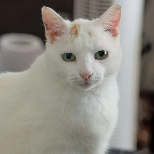 Zelda, chat recueilli par Les ti'chats