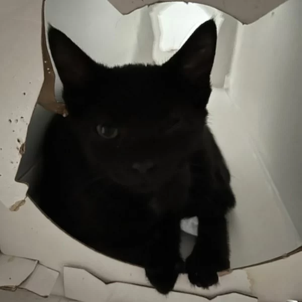 Chloé, chat adopté en 2025 grâce aux ti'chats