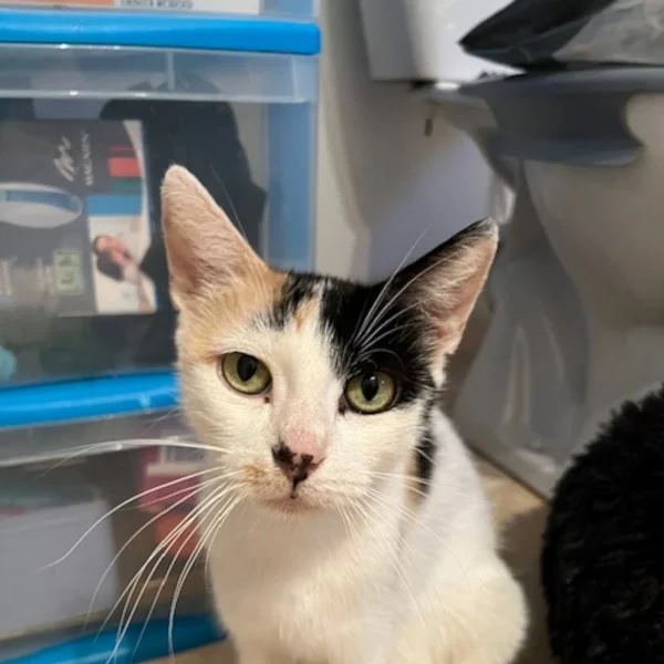 Colette, chat adopté en 2025 grâce aux ti'chats