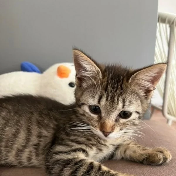 Ivana, chat adopté en 2025 grâce aux ti'chats