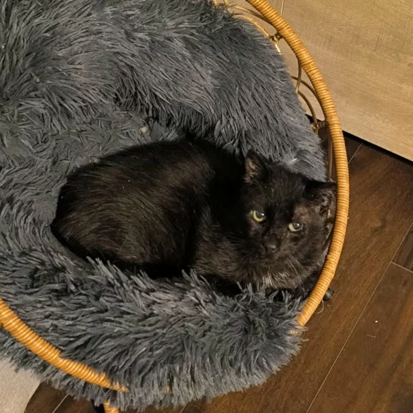 Alexandre, chat recueilli par Les ti'chats