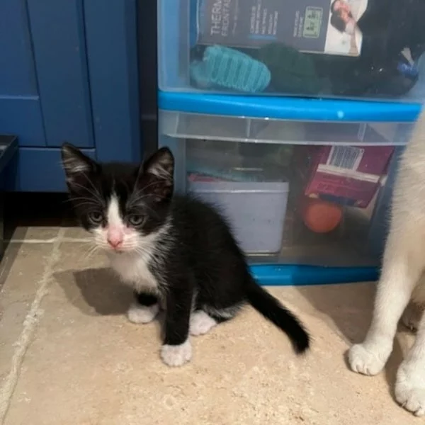 O’Maley, chat adopté en 2025 grâce aux ti'chats