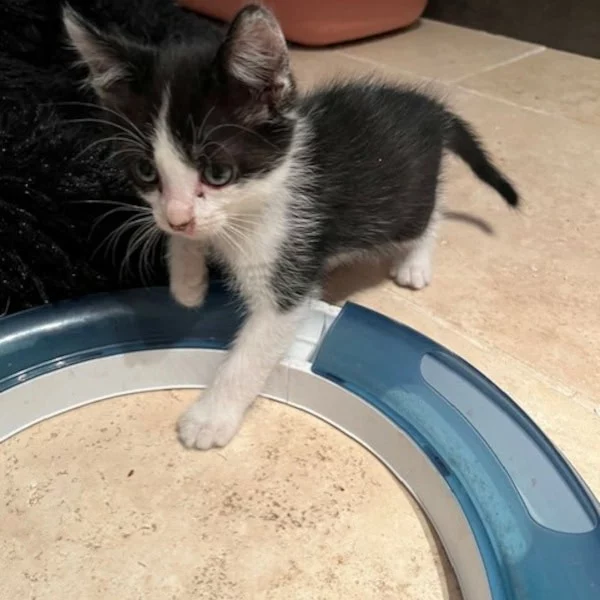 Toulouse, chat adopté en 2025 grâce aux ti'chats