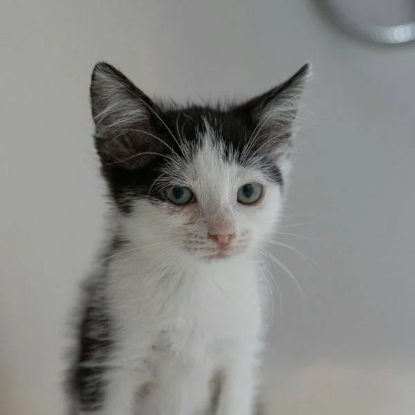 Berlioz, chat adopté en 2025 grâce aux ti'chats