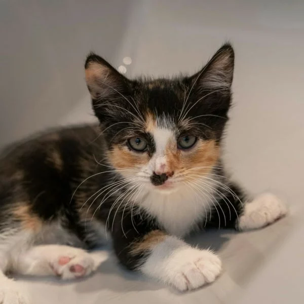 Duchesse, chat adopté en 2025 grâce aux ti'chats
