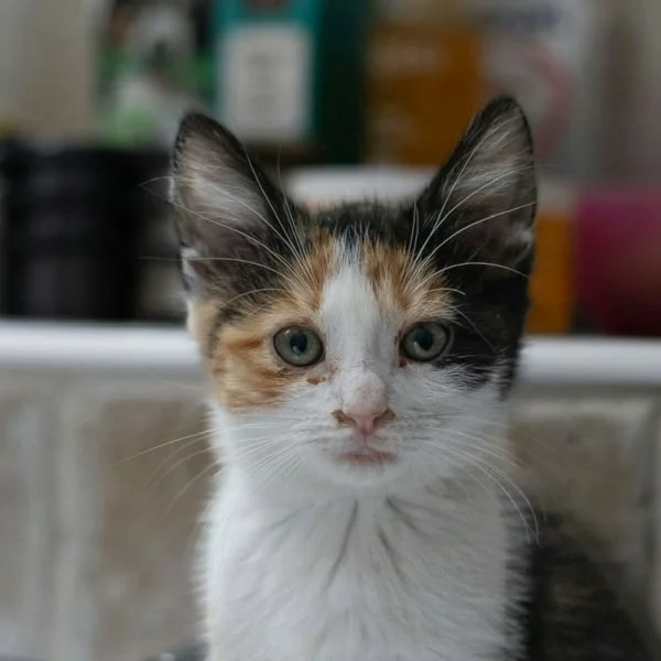 Marie, chat adopté en 2025 grâce aux ti'chats