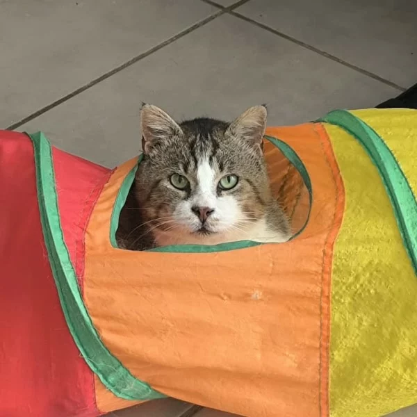Norbert Norbert, chat recueilli par Les ti'chats