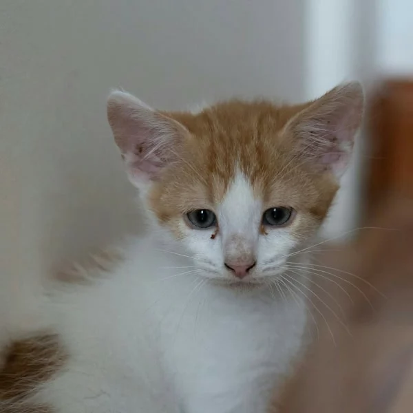 Pop-corn, chat adopté en 2025 grâce aux ti'chats