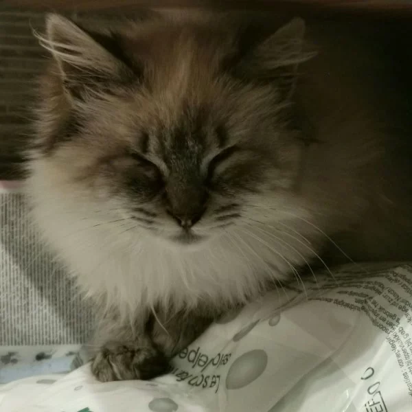 Spinalonga, chat adopté en 2025 grâce aux ti'chats
