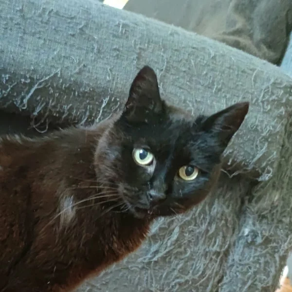 Ygerne, chat recueilli par Les ti'chats