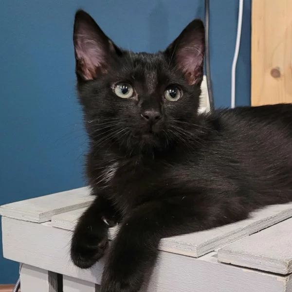 Clééia, chat adopté en 2025 grâce aux ti'chats