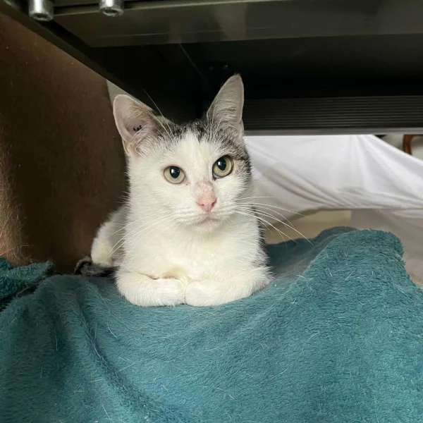 Dianne, chat adopté en 2025 grâce aux ti'chats