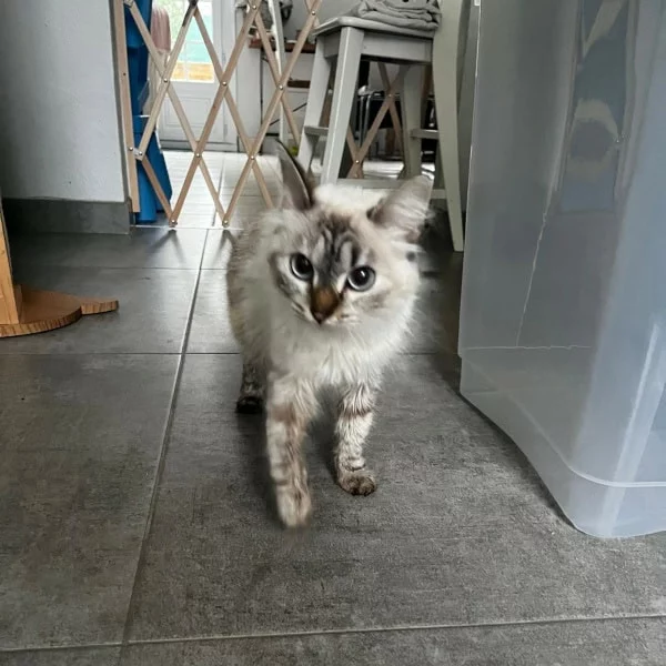 Furie Eclair, chat adopté en 2025 grâce aux ti'chats