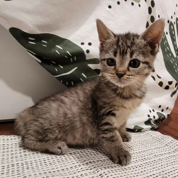 Tigresa, chat adopté en 2025 grâce aux ti'chats