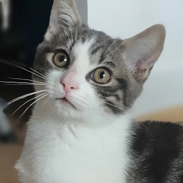 Albator, chat adopté en 2025 grâce aux ti'chats