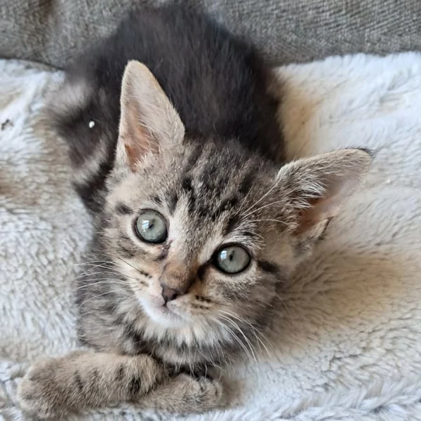 Anteros, chat adopté en 2025 grâce aux ti'chats