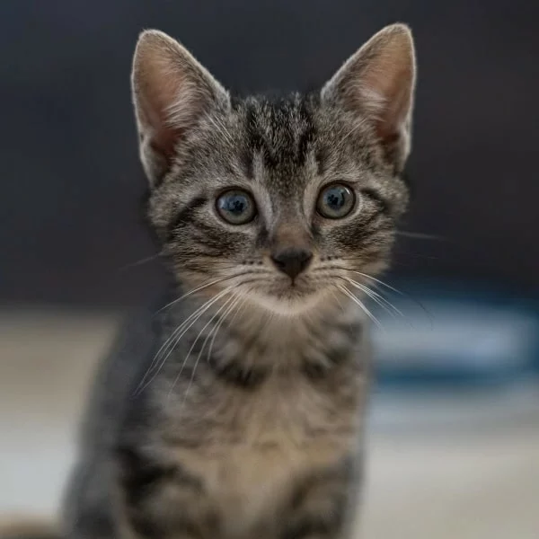 Dennie, chat adopté en 2025 grâce aux ti'chats