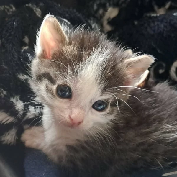 Eris, chat recueilli par Les ti'chats