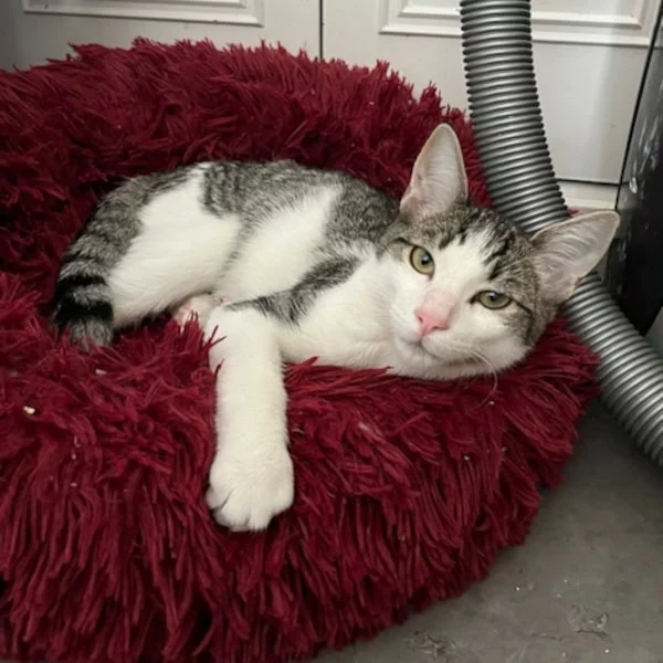 Krysik, chat adopté en 2025 grâce aux ti'chats