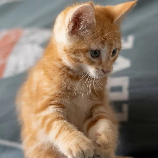 Kyubi, chat adopté en 2025 grâce aux ti'chats