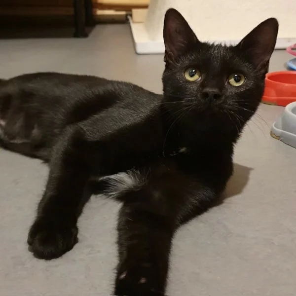 Nicosie, chat adopté en 2025 grâce aux ti'chats