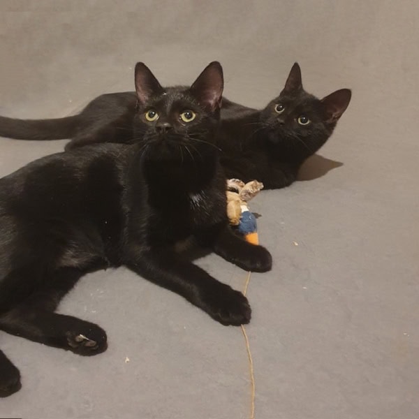 Lestichats-Ombre&Nicosie