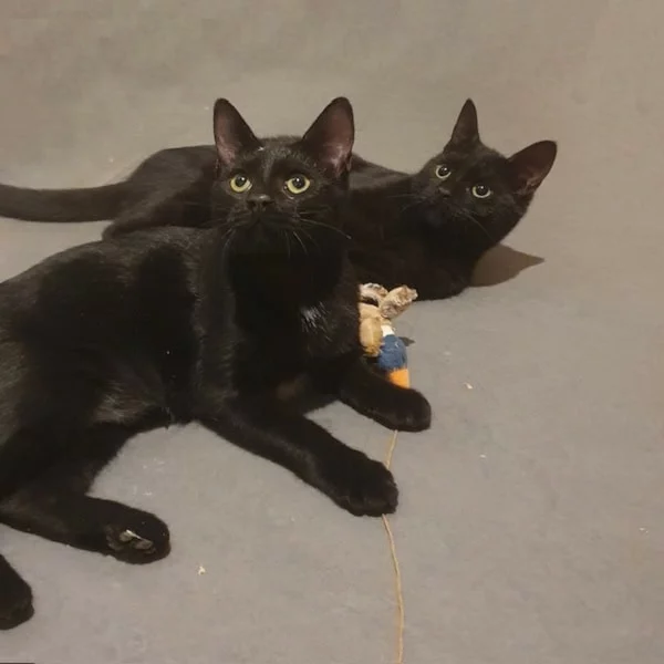 Ombre, chat adopté en 2025 grâce aux ti'chats