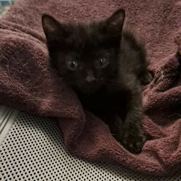 Phobos, chat recueilli par Les ti'chats
