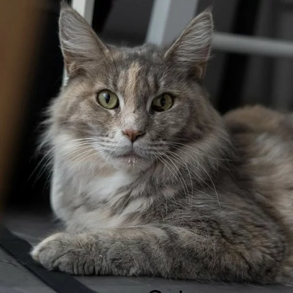 Sakoura, chat adopté en 2025 grâce aux ti'chats