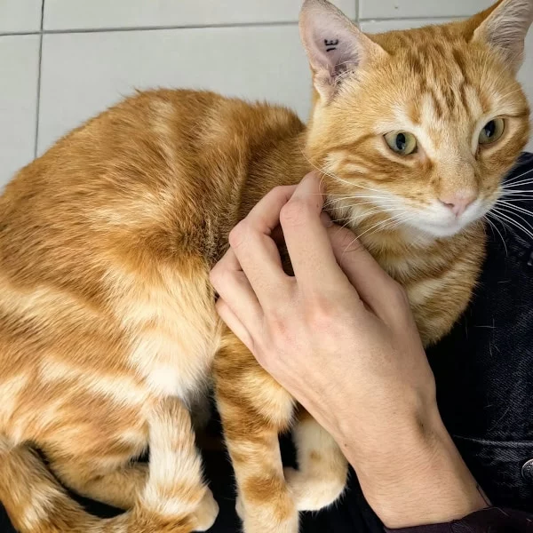 Samhain, chat adopté en 2025 grâce aux ti'chats
