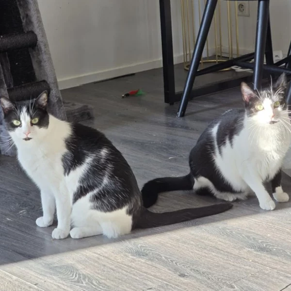 Molina et Sammy Molina & Sammy, chat femelles noire et blanche recueilli par Les ti'chats