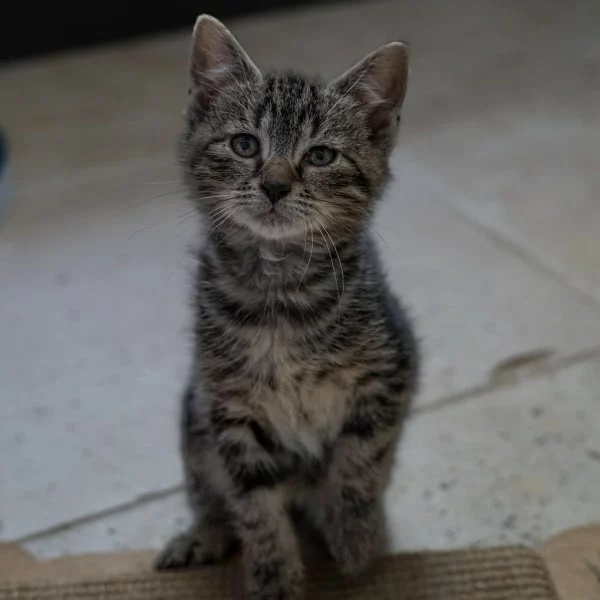 Wanda, chat adopté en 2025 grâce aux ti'chats