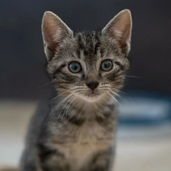 Drac, chat adopté en 2025 grâce aux ti'chats