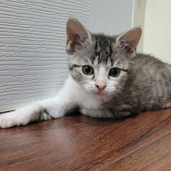 Gatinha, chat adopté en 2025 grâce aux ti'chats