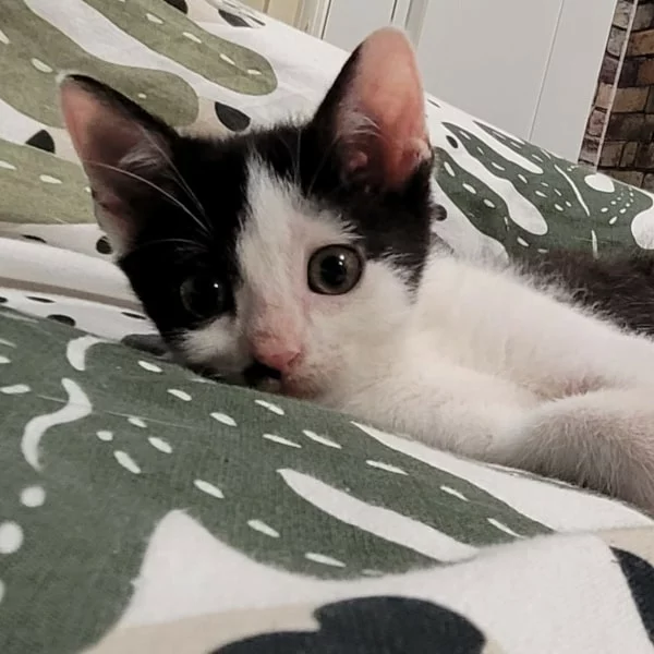 Pingo, chat adopté en 2025 grâce aux ti'chats