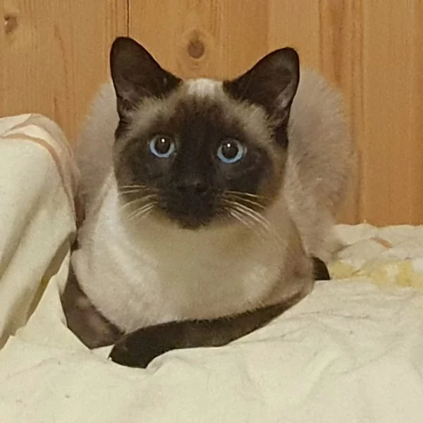 Sienne, chat recueilli par Les ti'chats