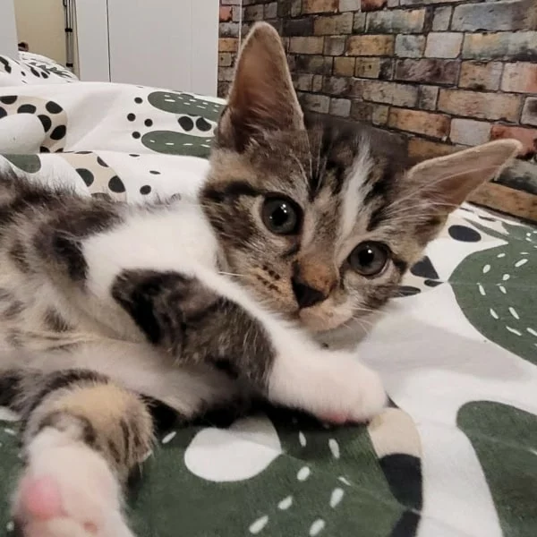 Zip, chat adopté en 2025 grâce aux ti'chats